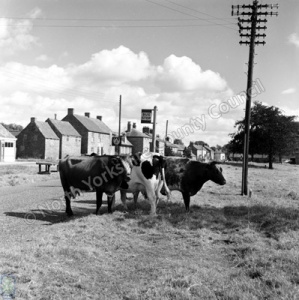 Flaxton. Cattle at a bus-stop